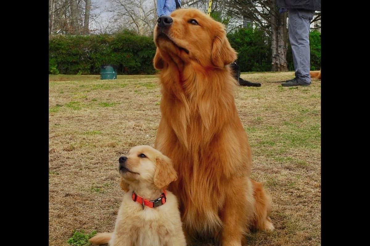 coswalds.com breeder image 21