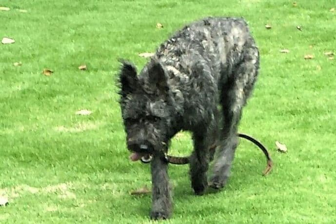 coswalds.com breeder image 24