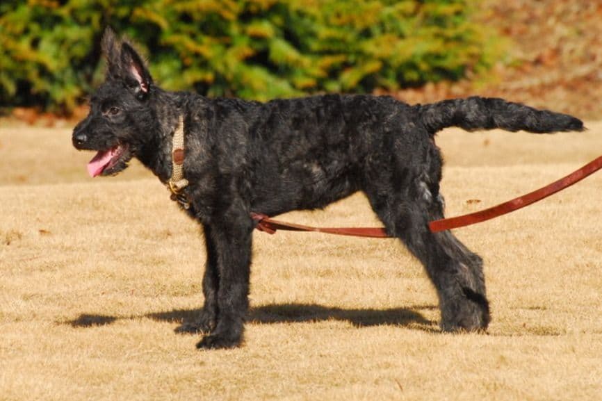 coswalds.com breeder image 28