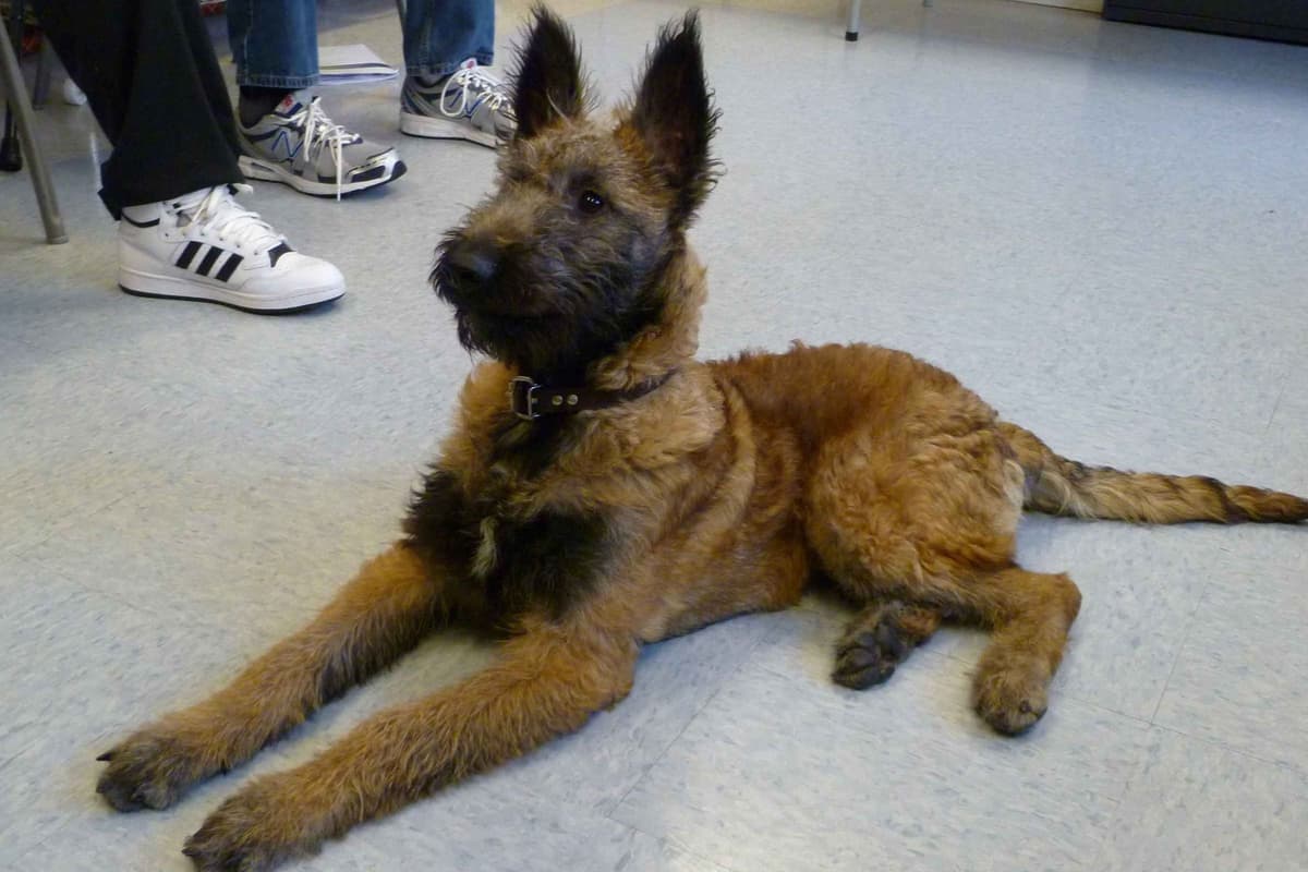 coswalds.com breeder image 5