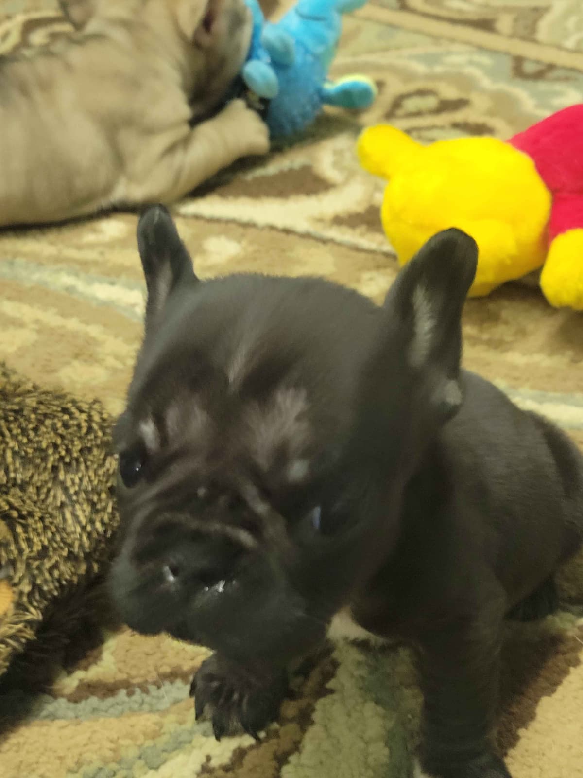 French Bulldog Puppies breeder image 4
