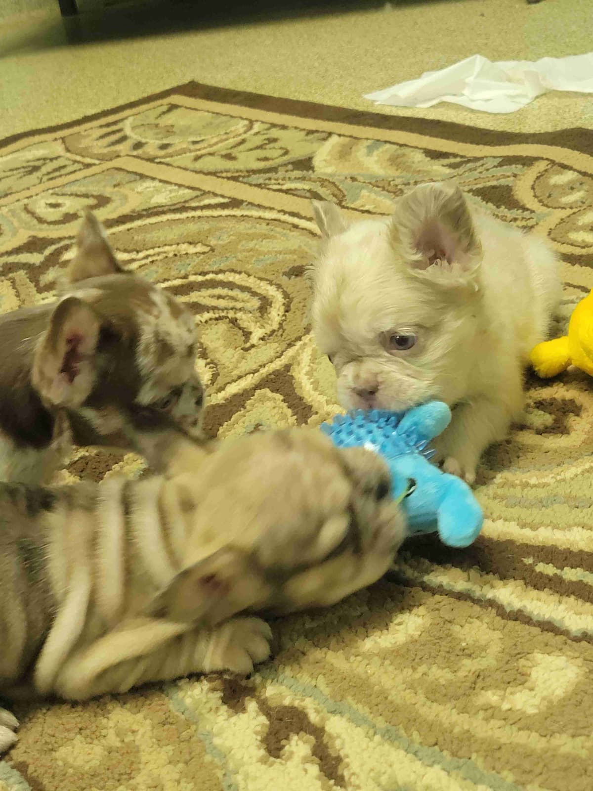 French Bulldog Puppies breeder image 3