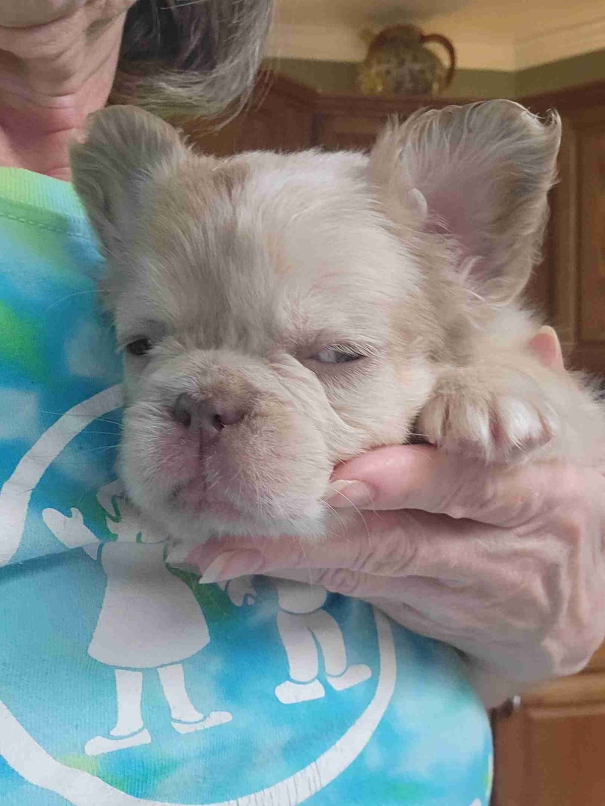 French Bulldog Puppies breeder image 6