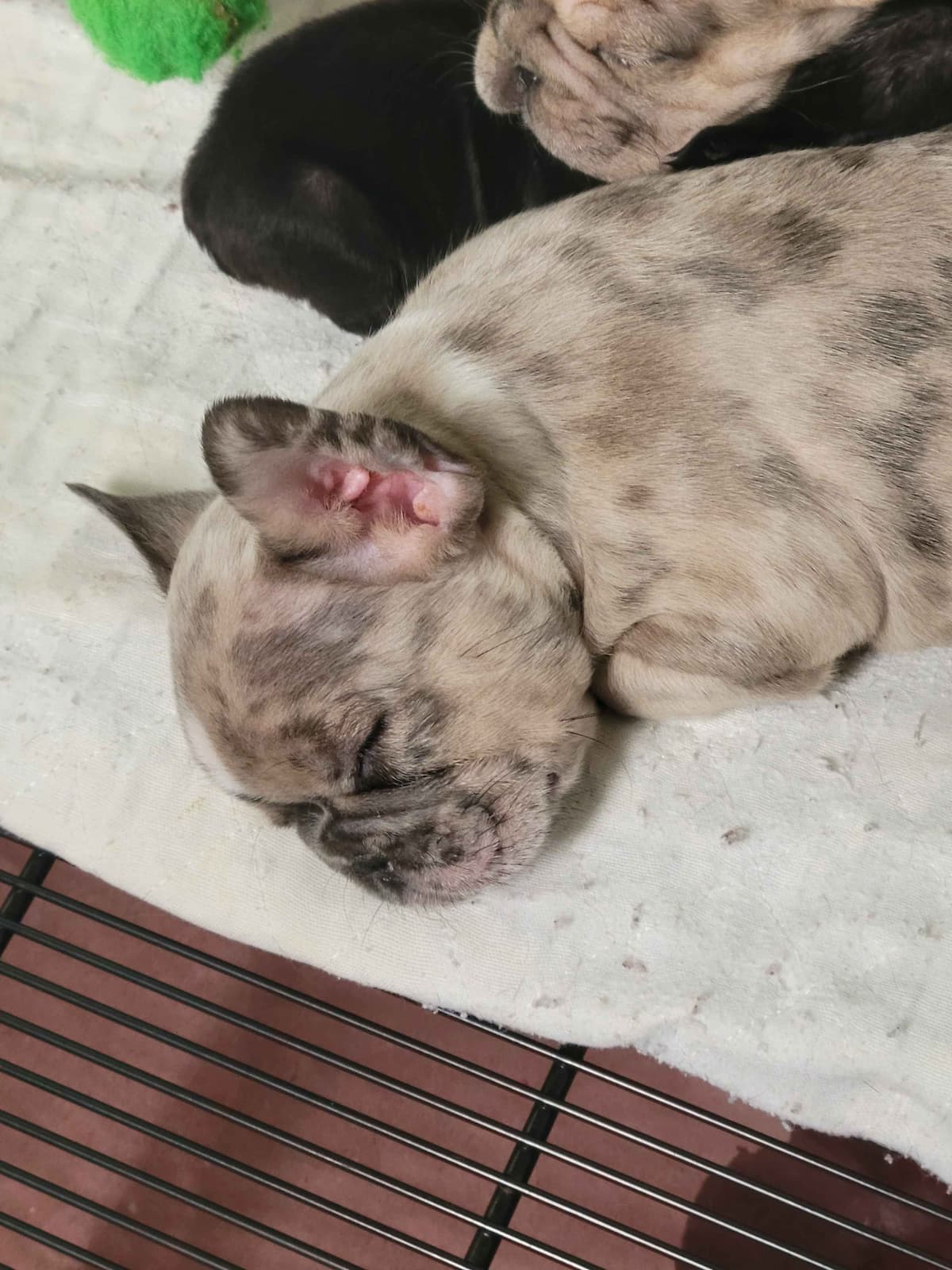 French Bulldog Puppies breeder image 7