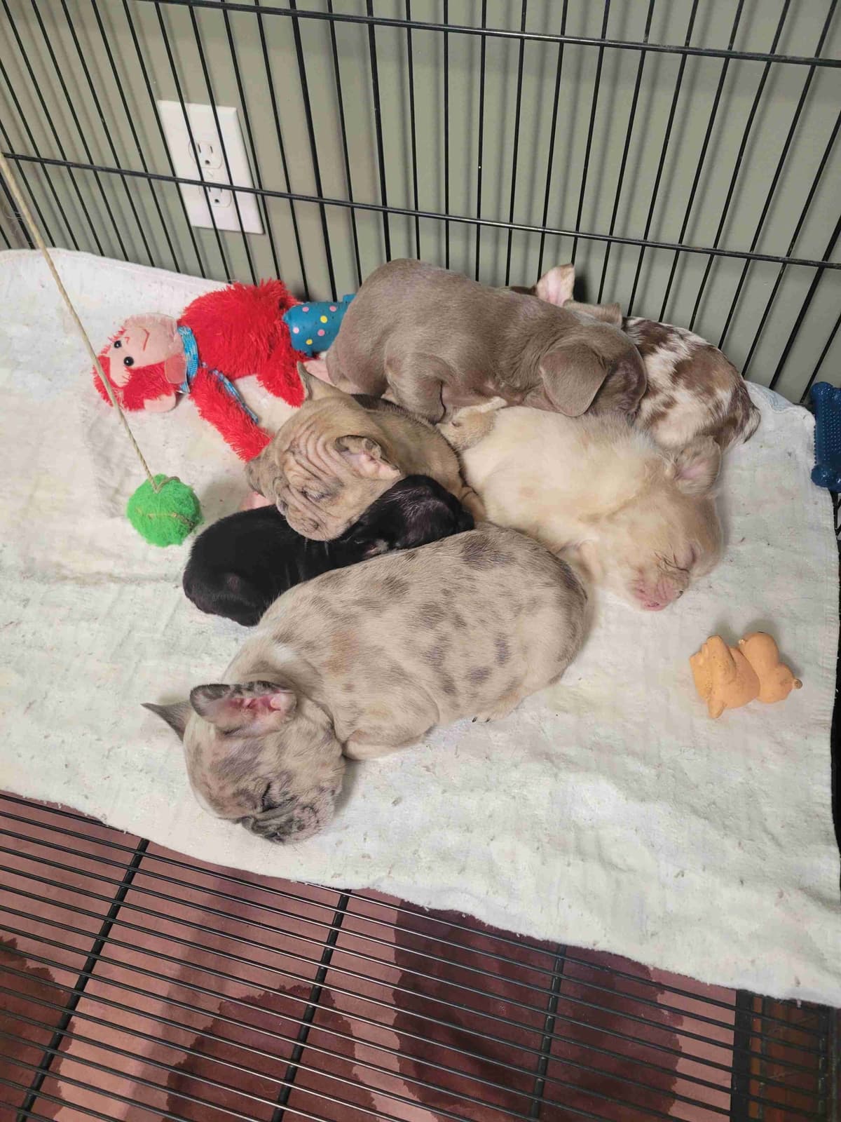 French Bulldog Puppies breeder image 1