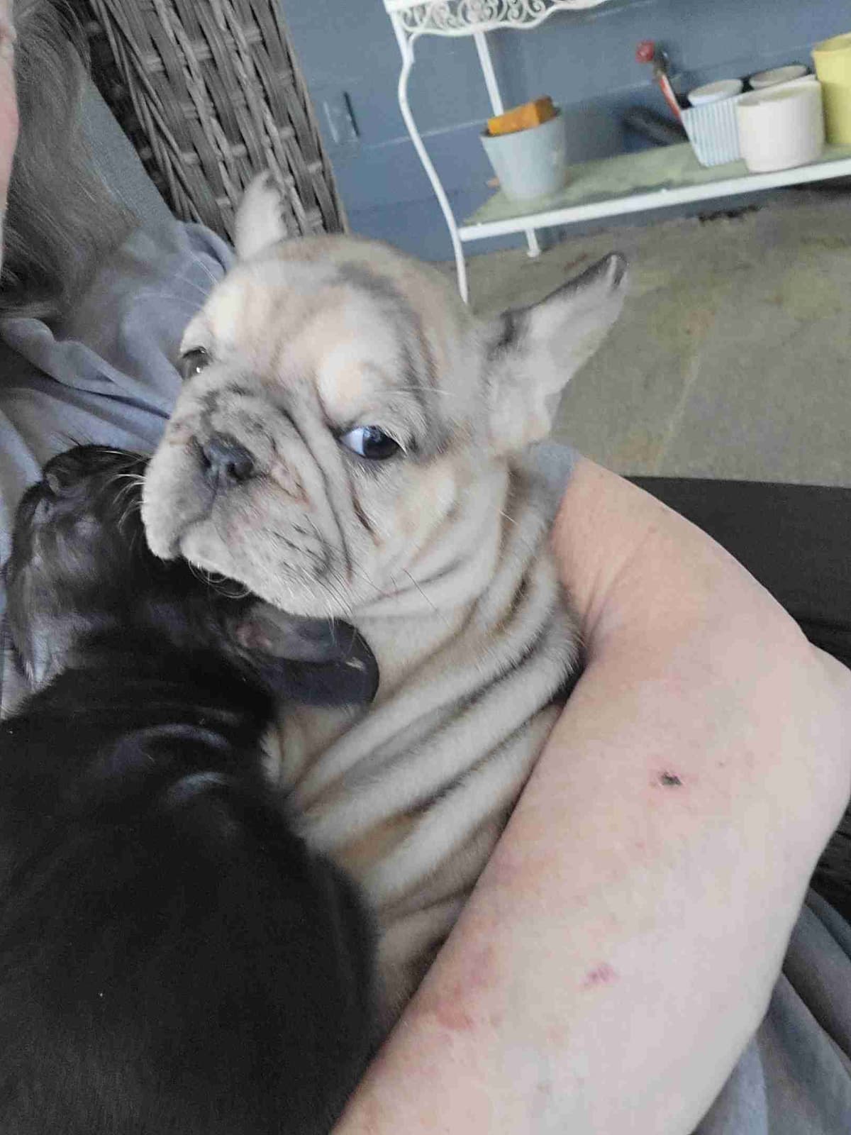 French Bulldog Puppies breeder image 5