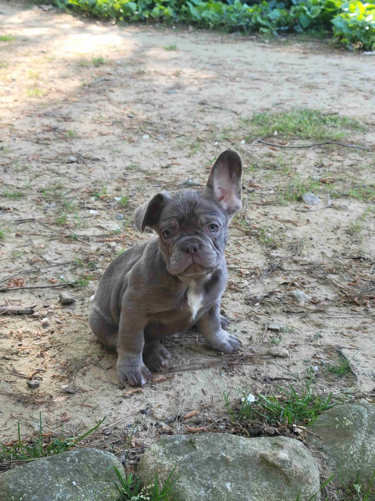 French Bulldog Puppies breeder image 8