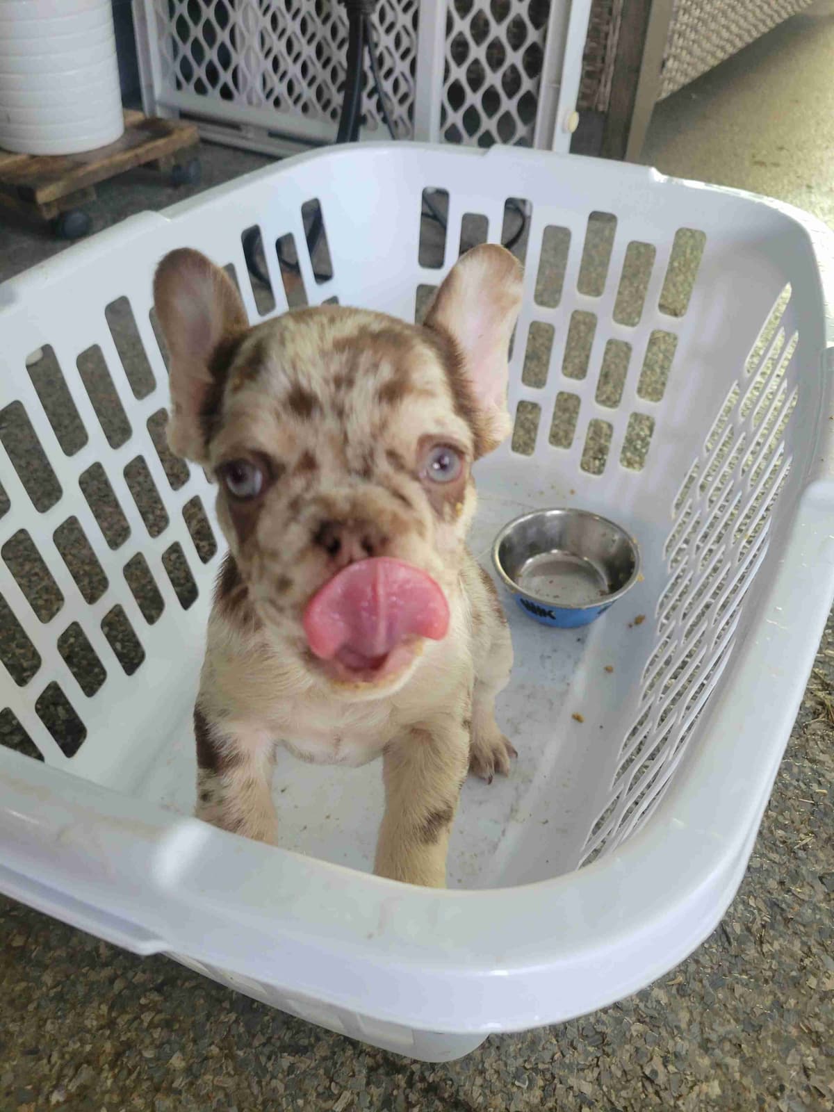 French Bulldog Puppies breeder image 9