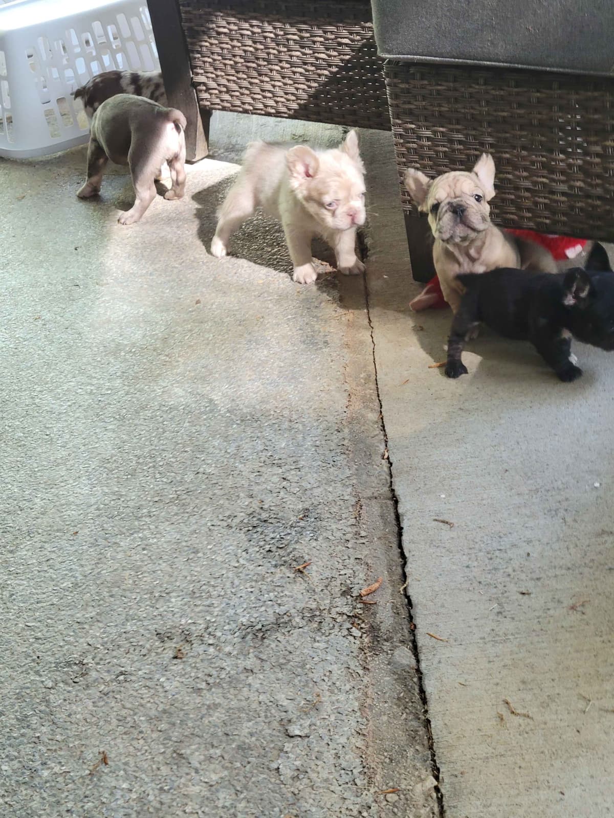 French Bulldog Puppies breeder image 11