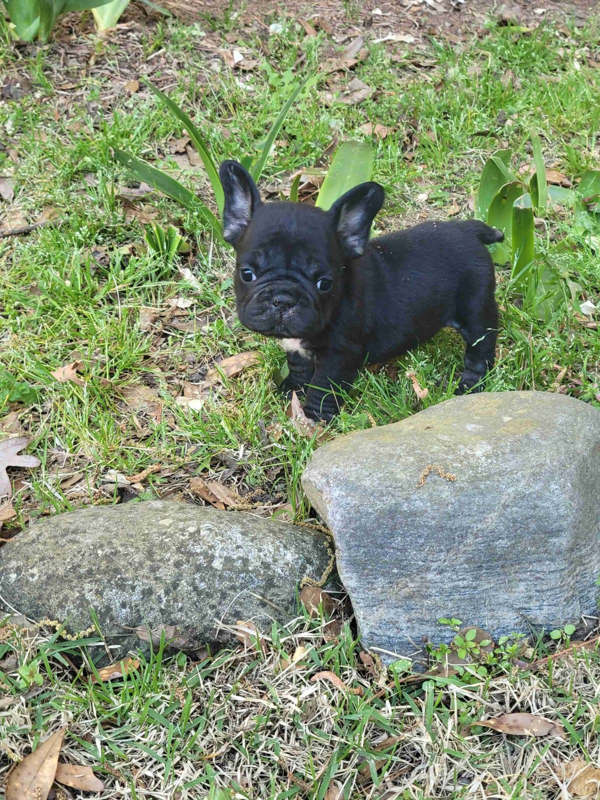 French Bulldog Puppies breeder image 12