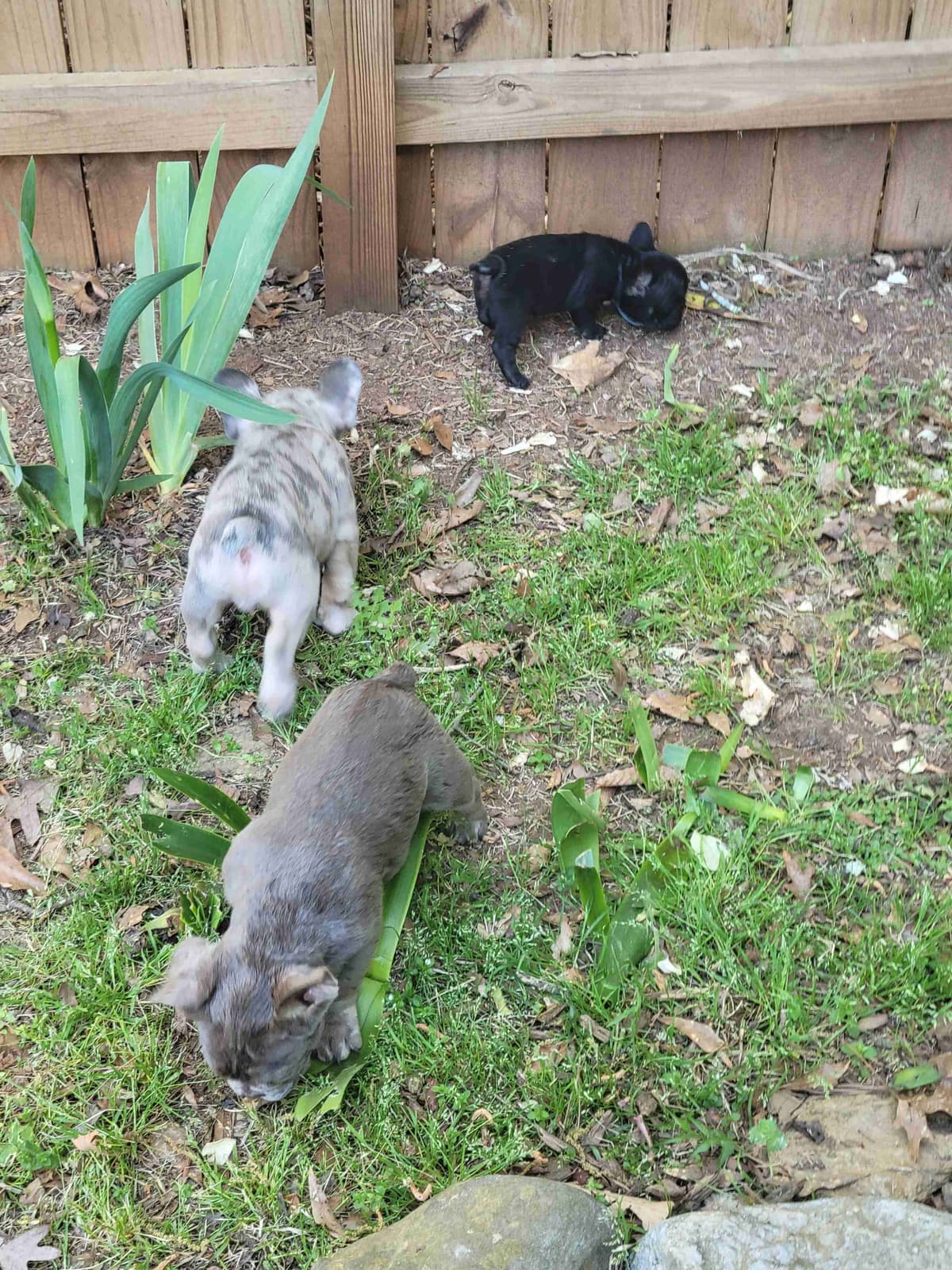 French Bulldog Puppies breeder image 13