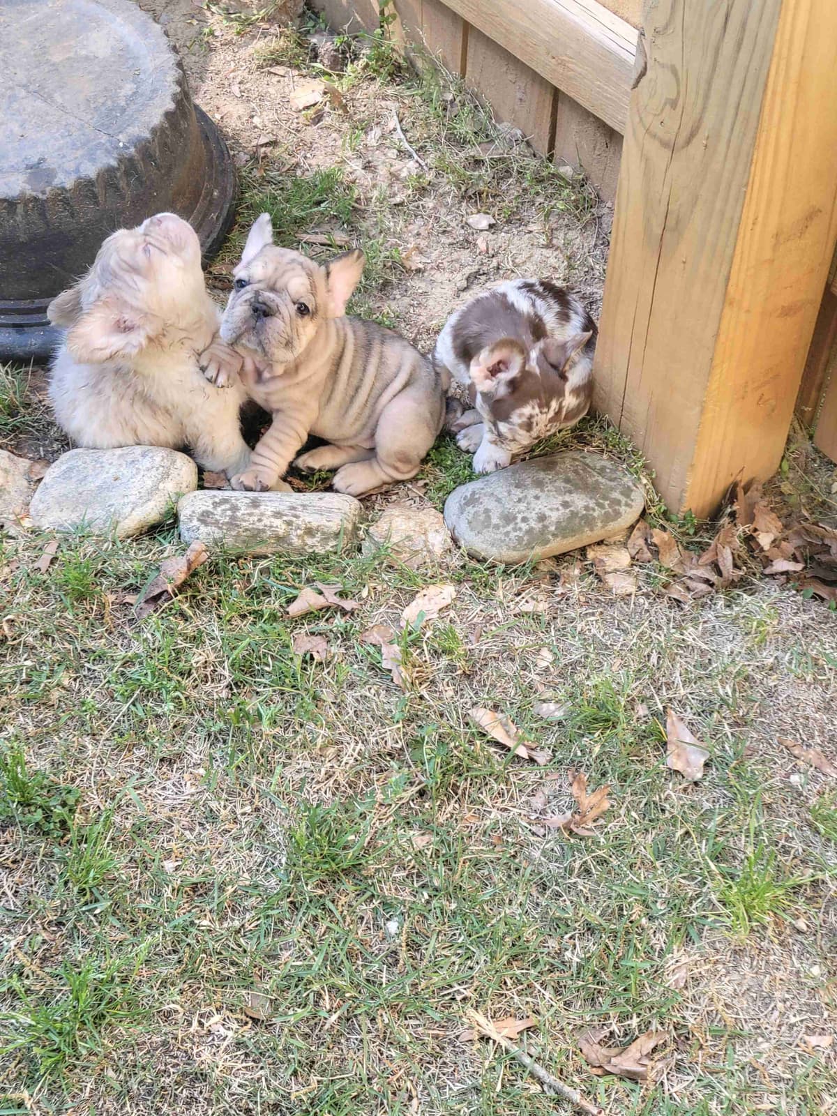 French Bulldog Puppies breeder image 14
