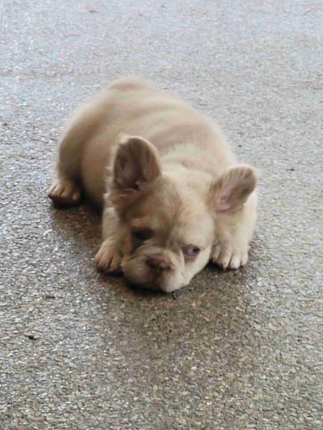 French Bulldog Puppies media 2