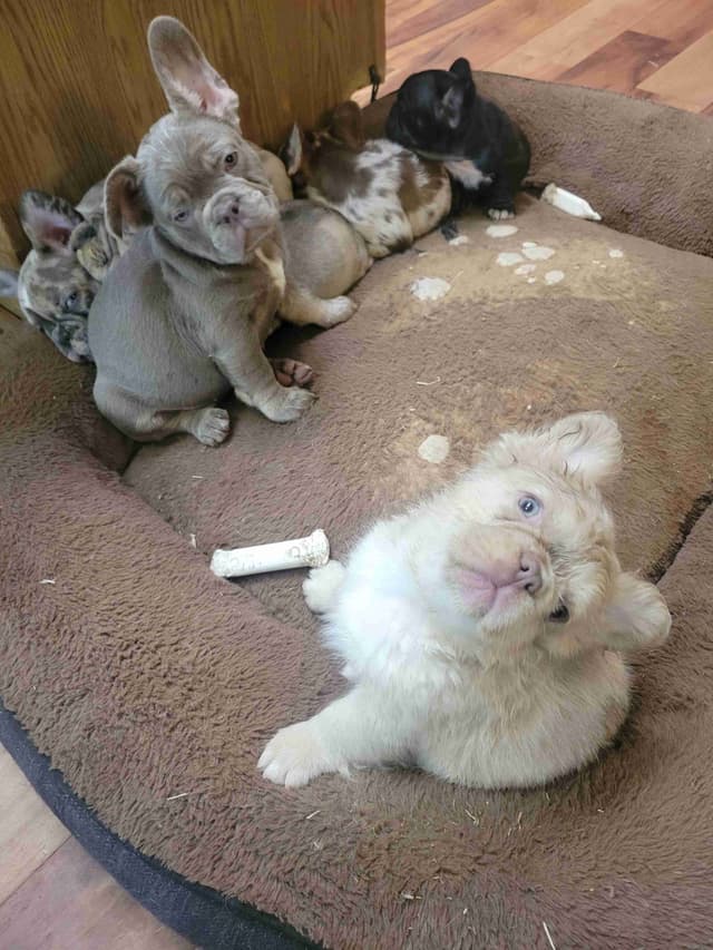 French Bulldog Puppies media 3