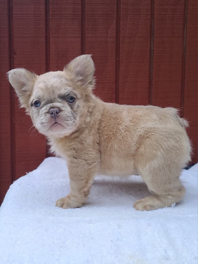 French Bulldog Puppies media 4