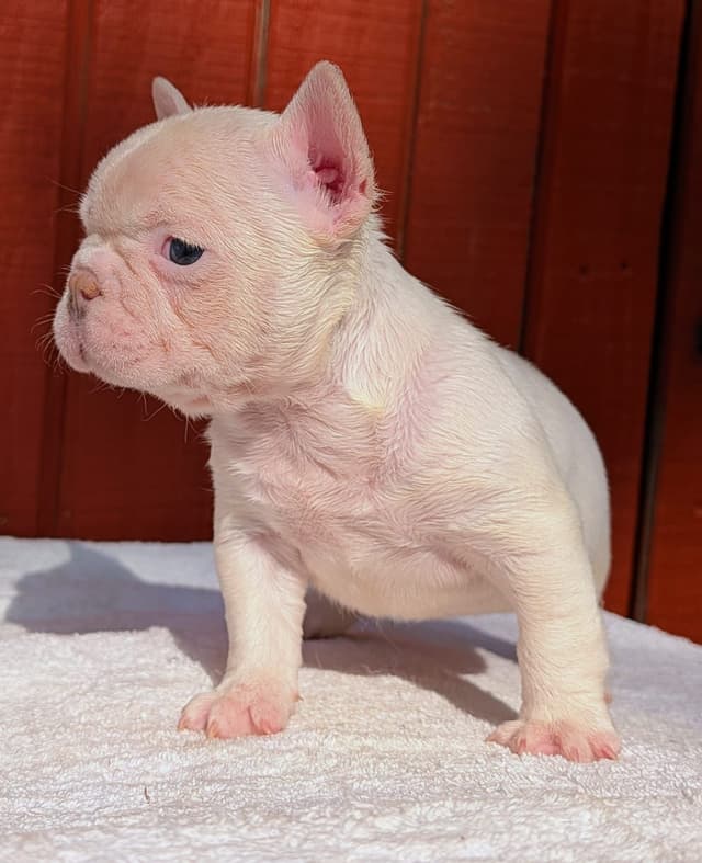 French Bulldog Puppies media 5