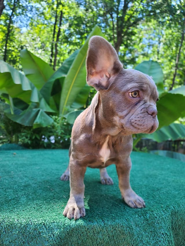 French Bulldog Puppies media 6