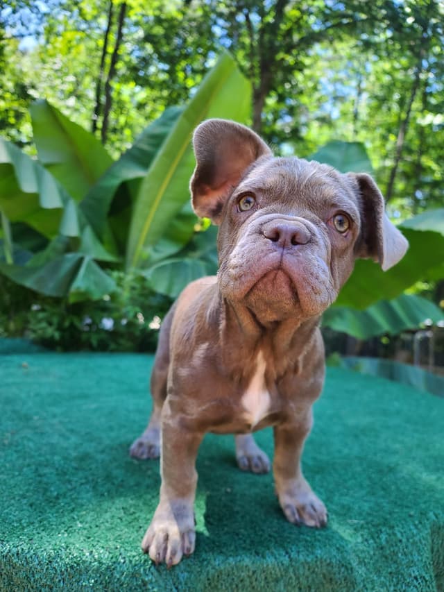 French Bulldog Puppies media 7