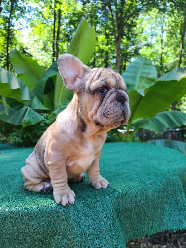 French Bulldog Puppies media 8