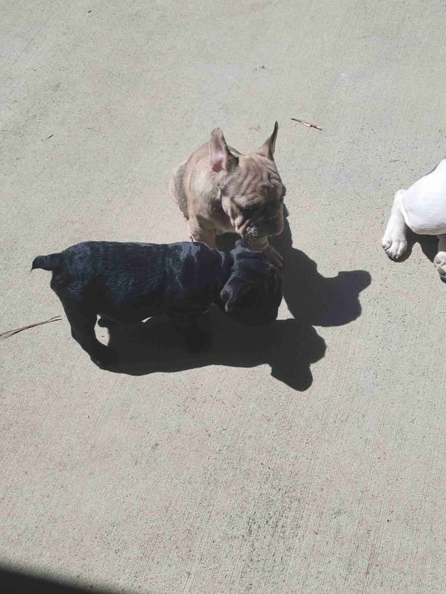 French Bulldog Puppies media 9