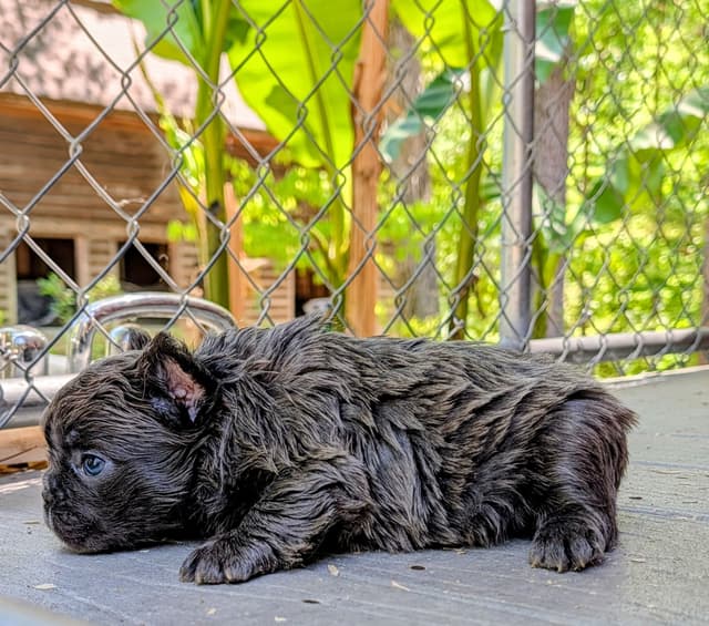 French Bulldog Puppies media 10