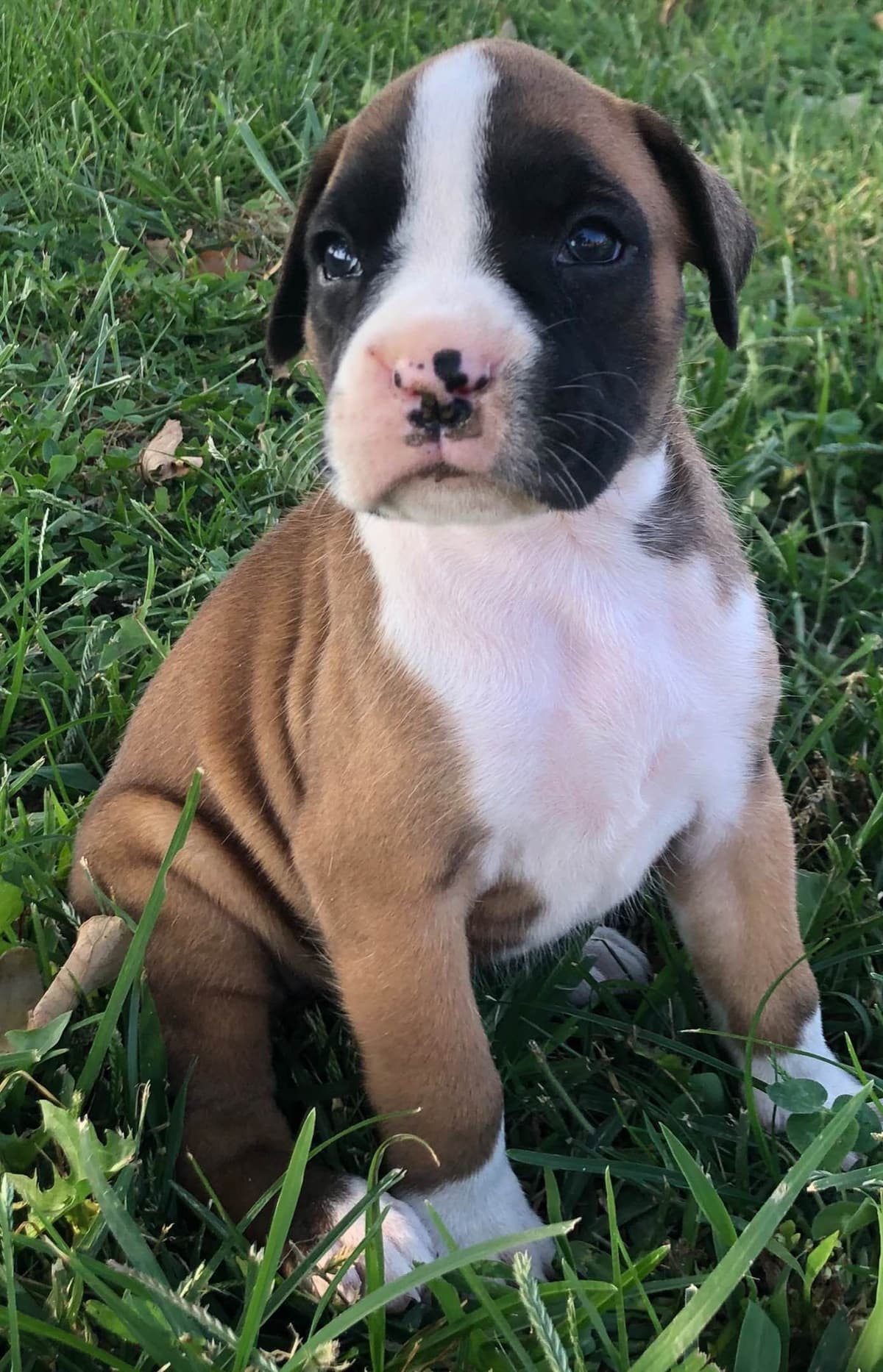 Bethlehem Boxers breeder image 4