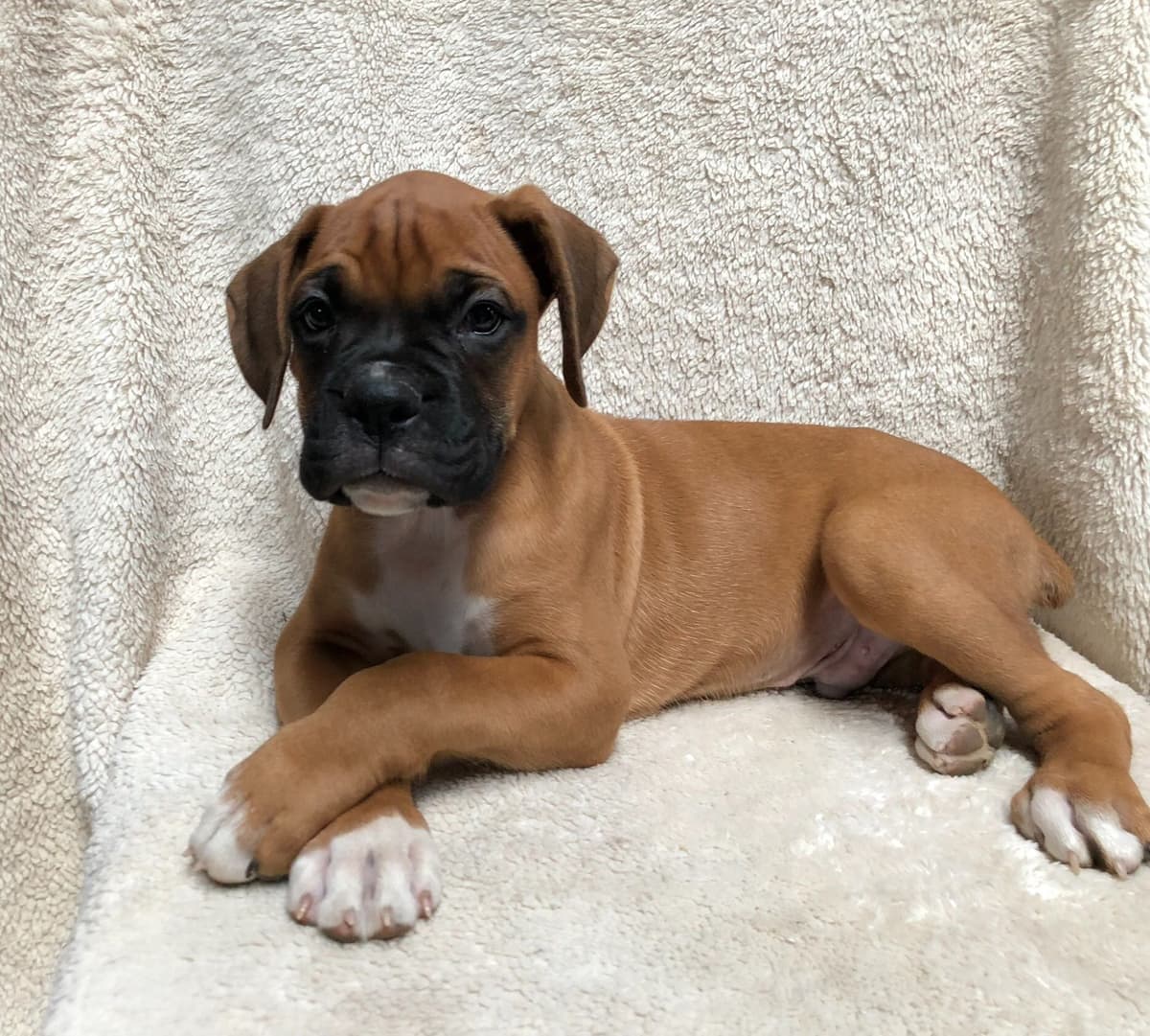 Bethlehem Boxers breeder image 1
