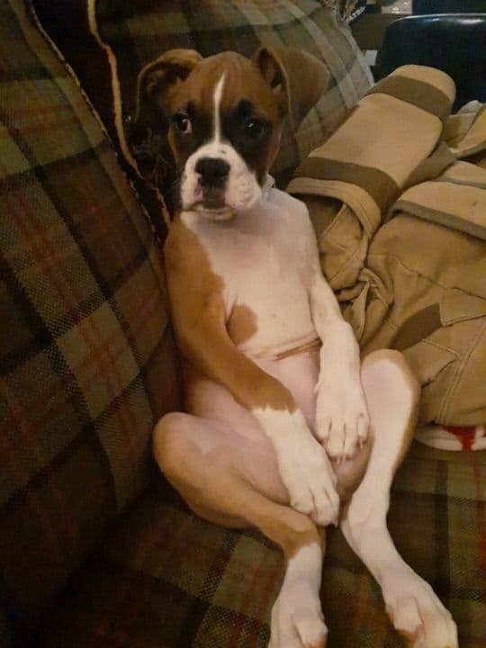 Bethlehem Boxers breeder image 6