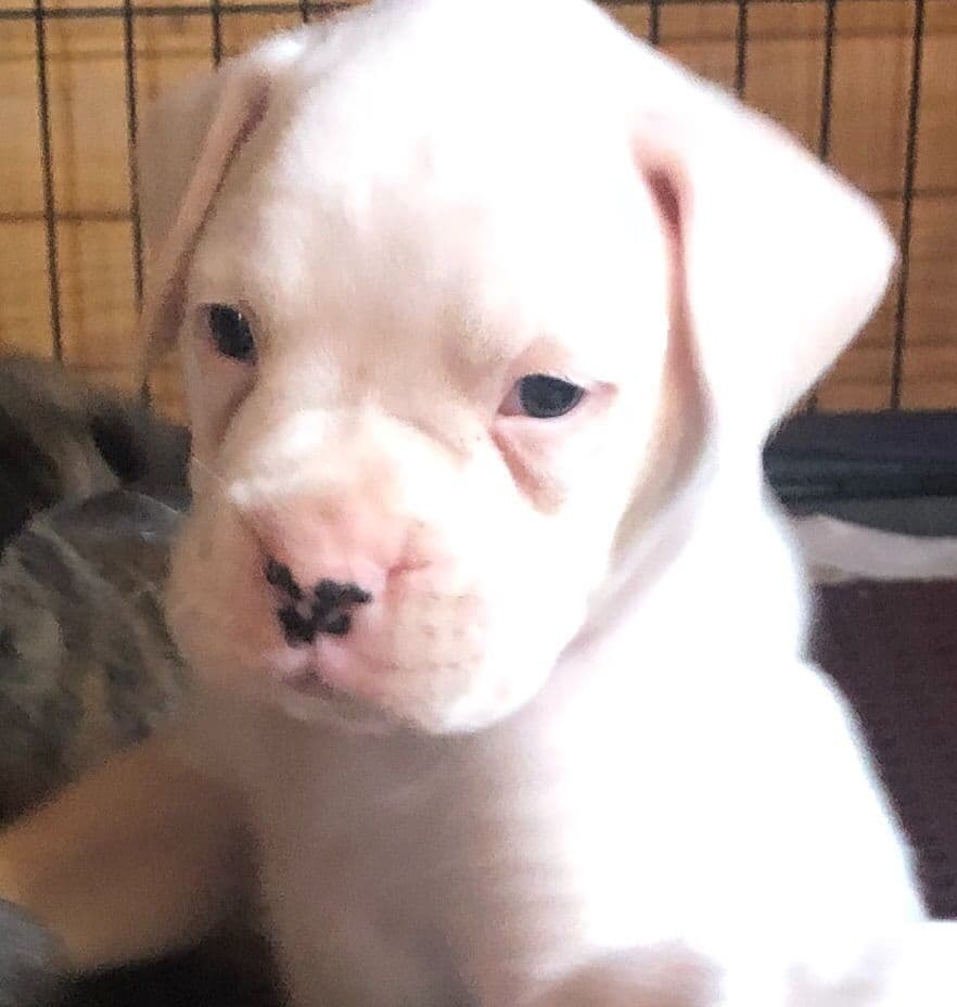 Bethlehem Boxers breeder image 10