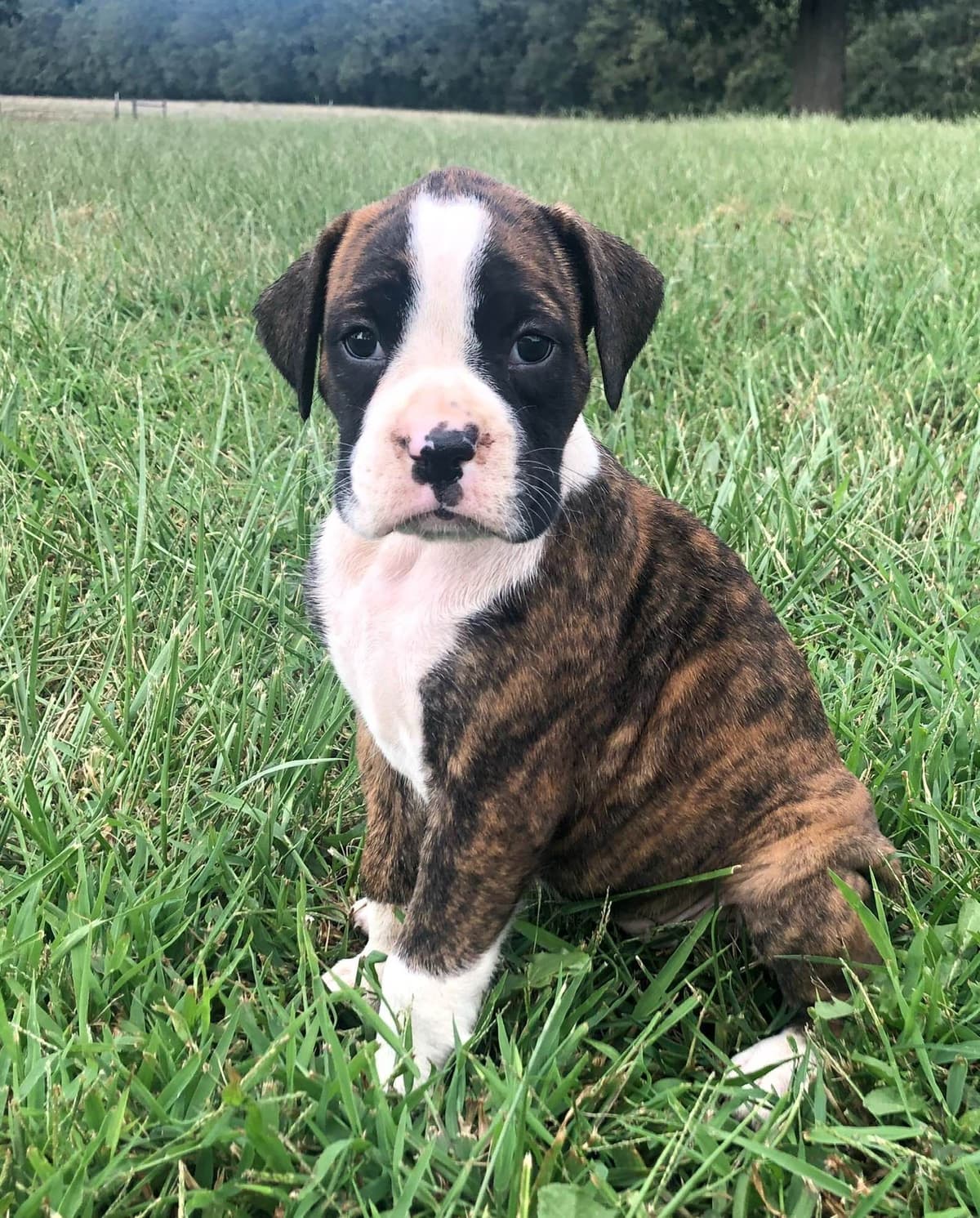 Bethlehem Boxers breeder image 11