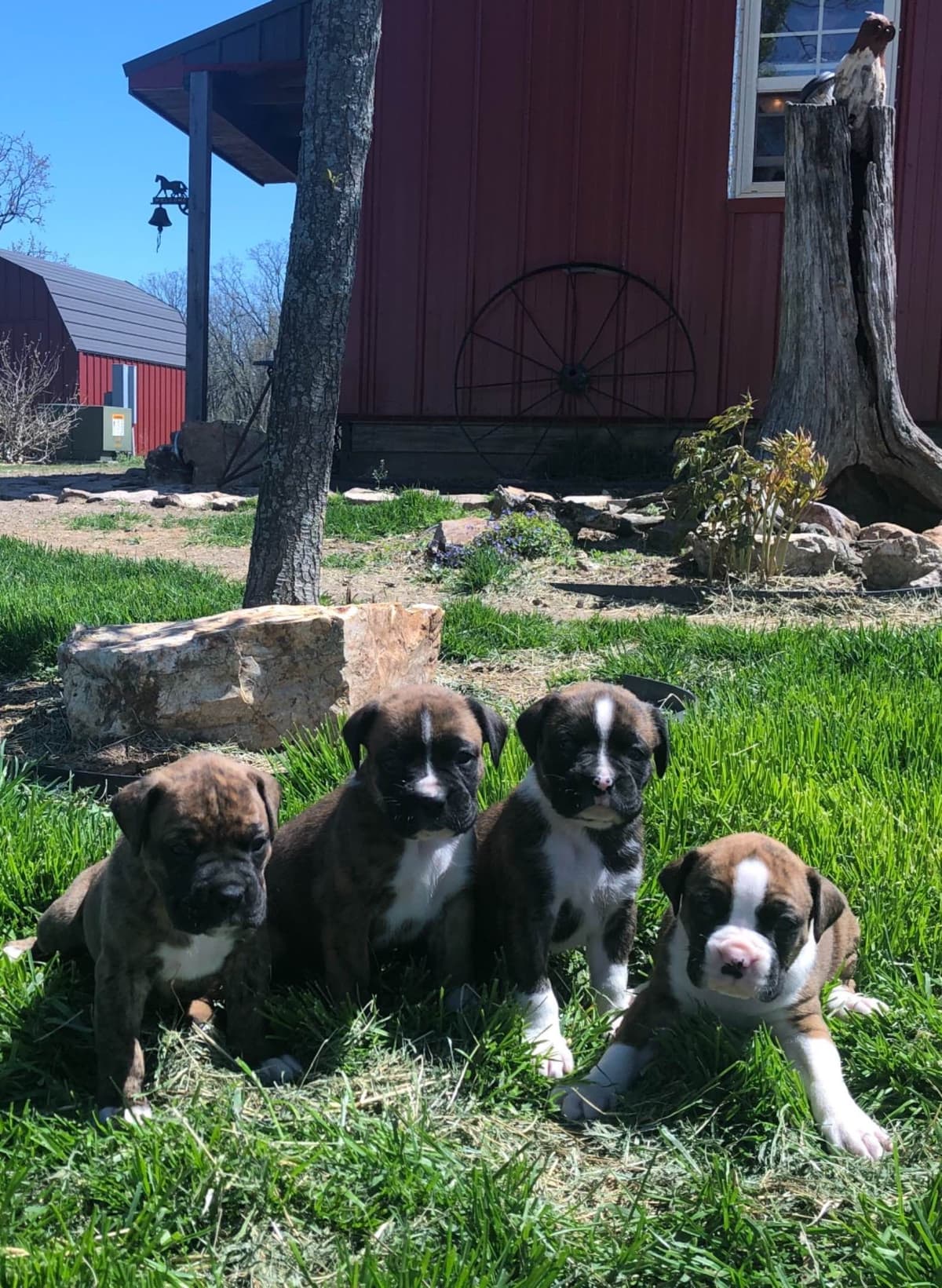 Bethlehem Boxers breeder image 13