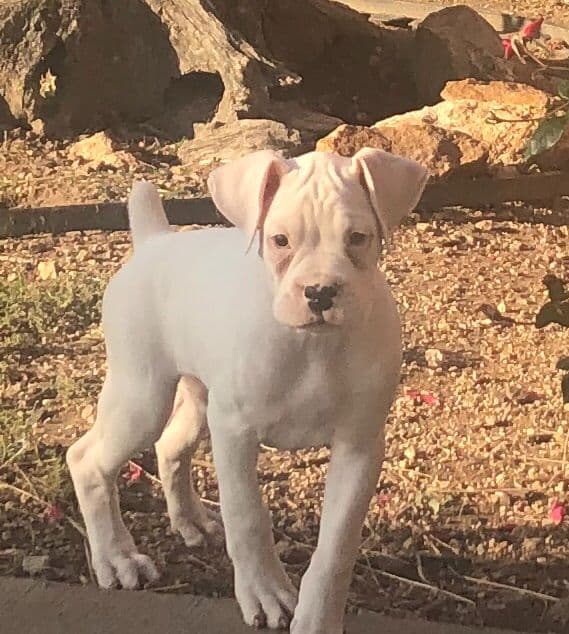 Bethlehem Boxers breeder image 14