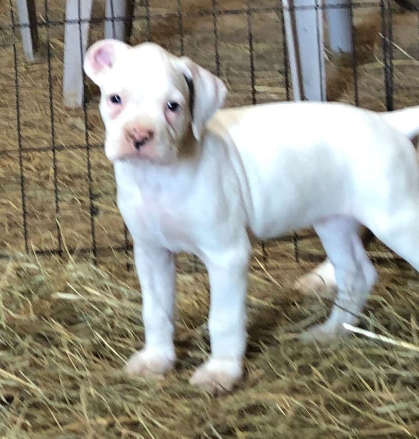 Bethlehem Boxers breeder image 16