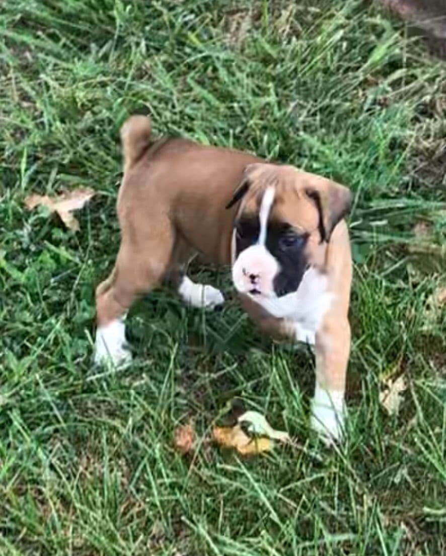 Bethlehem Boxers breeder image 15