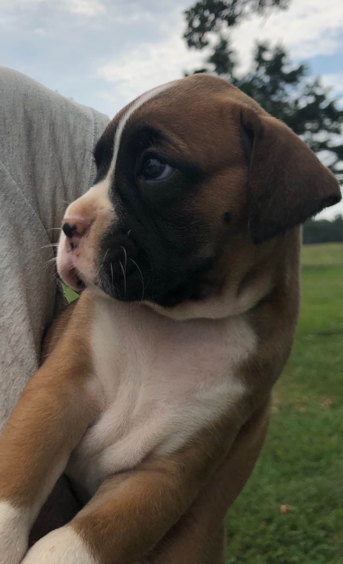 Bethlehem Boxers breeder image 17