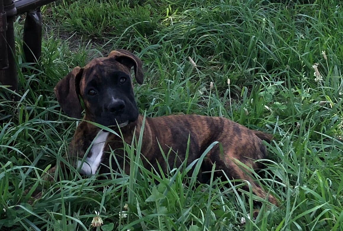 Bethlehem Boxers breeder image 19