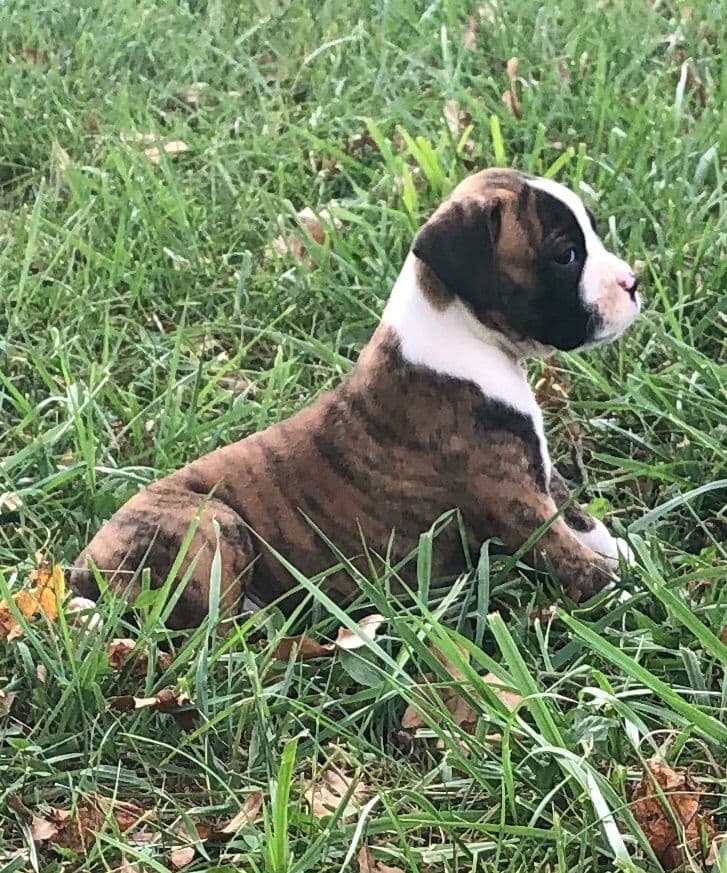 Bethlehem Boxers breeder image 18