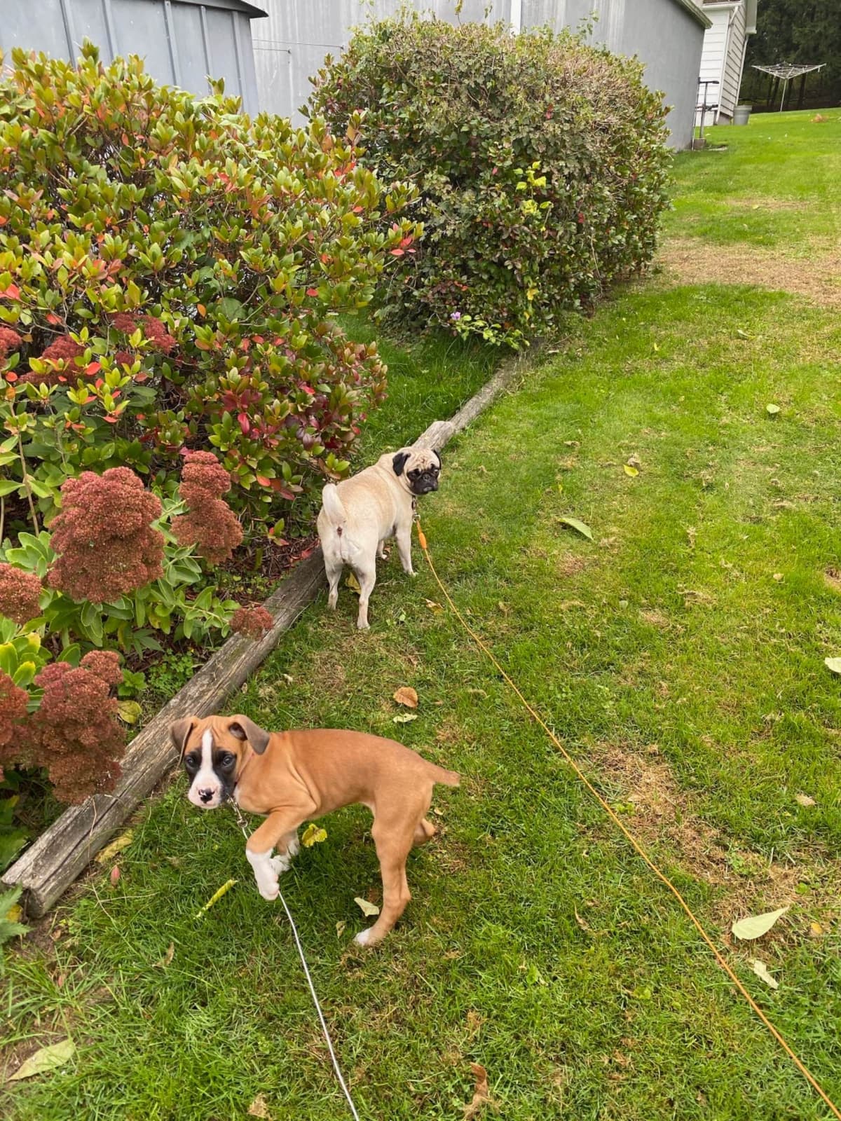 Bethlehem Boxers breeder image 22