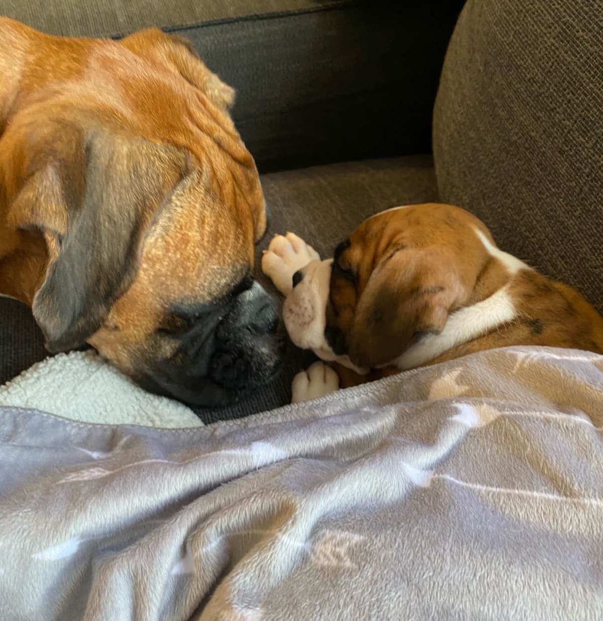 Bethlehem Boxers breeder image 27