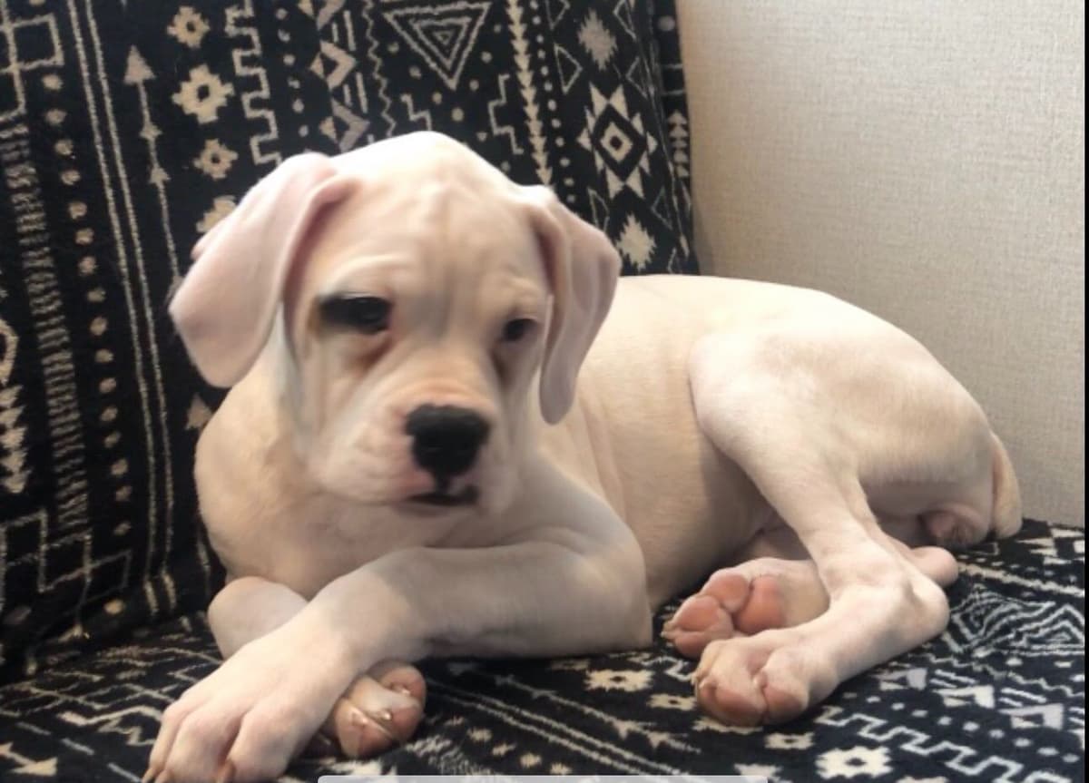 Bethlehem Boxers breeder image 28