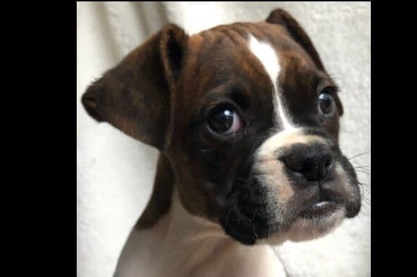 Bethlehem Boxers breeder image 2