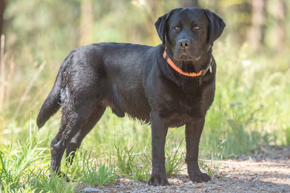 Labrador Retriever Puppies breeder image 1
