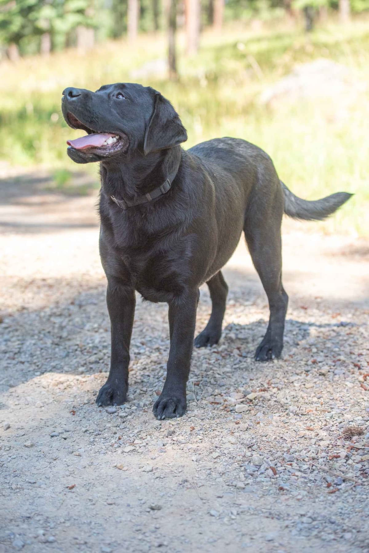 Labrador Retriever Puppies breeder image 2