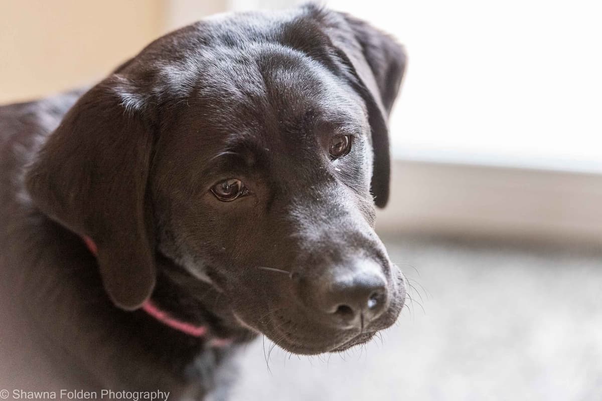 Labrador Retriever Puppies breeder image 3