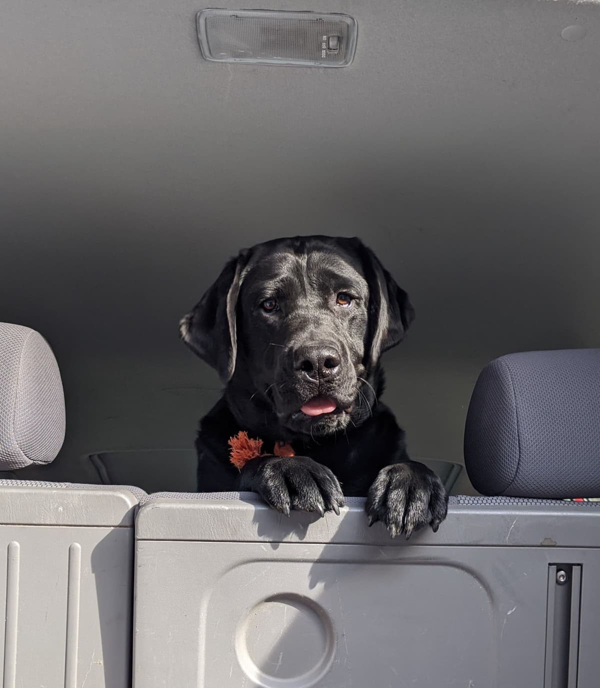 Labrador Retriever Puppies breeder image 4