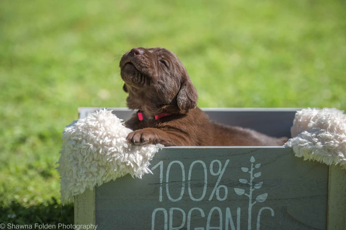 Labrador Retriever Puppies breeder image 5