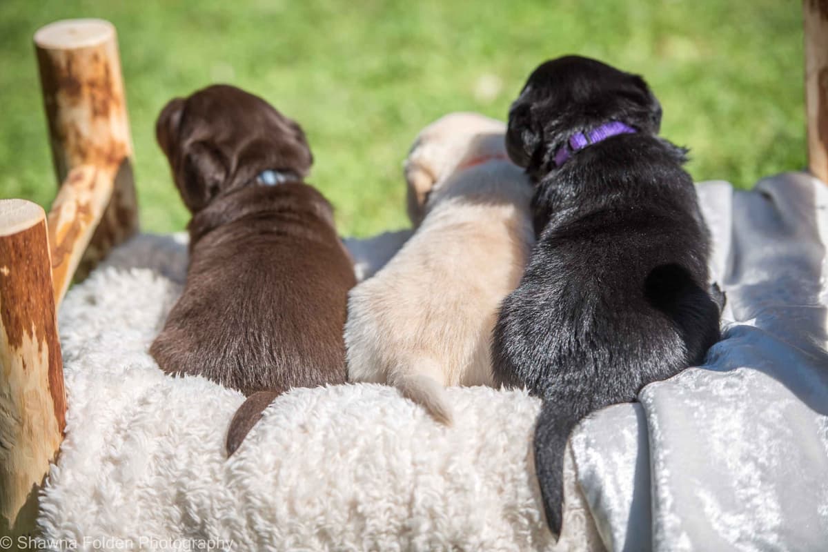 Labrador Retriever Puppies breeder image 6