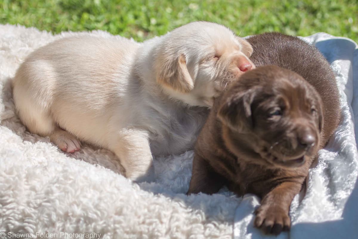 Labrador Retriever Puppies breeder image 7