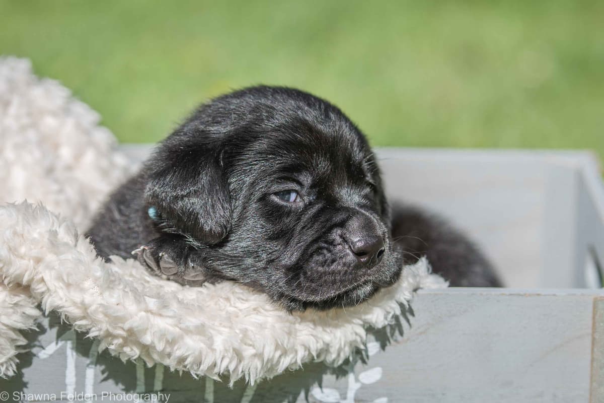 Labrador Retriever Puppies breeder image 8