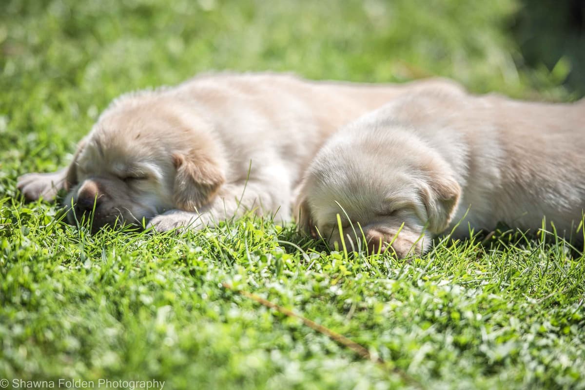 Labrador Retriever Puppies breeder image 9